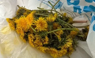 Необходимость воспитания любви к природе: как это повлияет на наше будущее