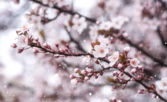 Снег и заморозки в Казахстане: возможные последствия для сельского хозяйства и транспортной инфраструктуры в конце апреля