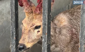 Косуля заблудилась в городе: спасатели пришли на помощь!