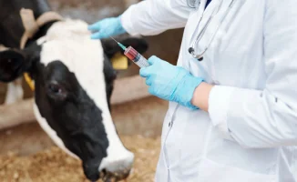 Риски распространения бешенства из России в Казахстан: угроза для здоровья животных и общественной безопасности