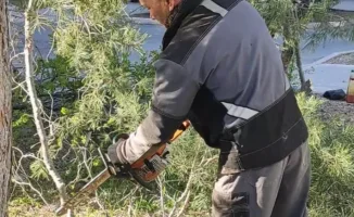 Актюбинцы выразили недовольство по поводу обрезки веток, которая продолжается в их городе. Местные жители высказали свои опасения относительно потенциального ущерба деревьям и экологии, а также предложили альтернативные способы ухода за зелеными насаждени