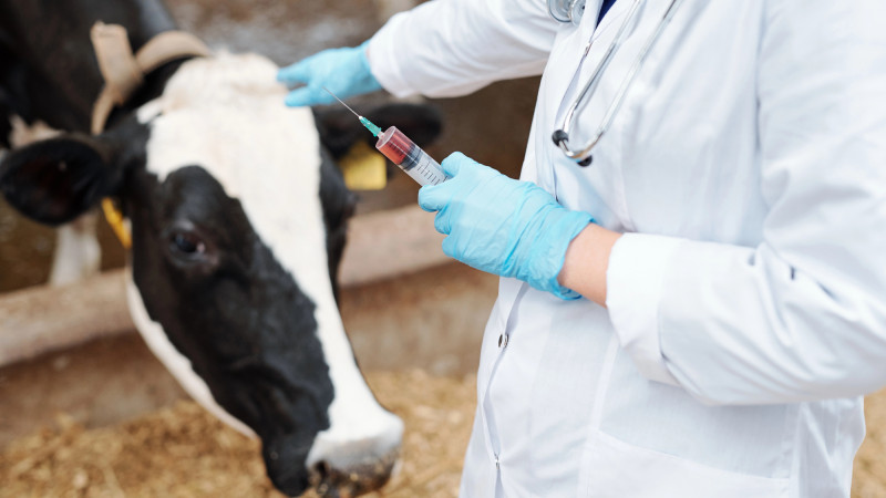 Риски распространения бешенства из России в Казахстан: угроза для здоровья животных и общественной безопасности Актобе