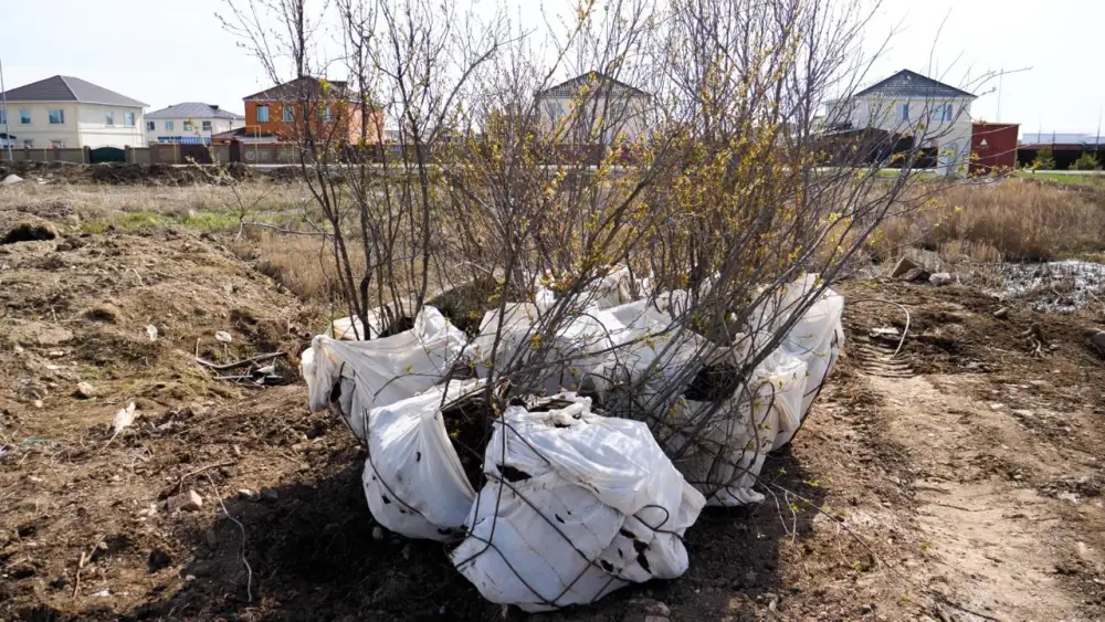 Более 400 деревьев высажено в столичном жилом массиве Уркер (10)