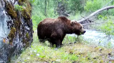 Brown Bear Sighted in Zhetysu National Park: No Injuries Reported Актобе