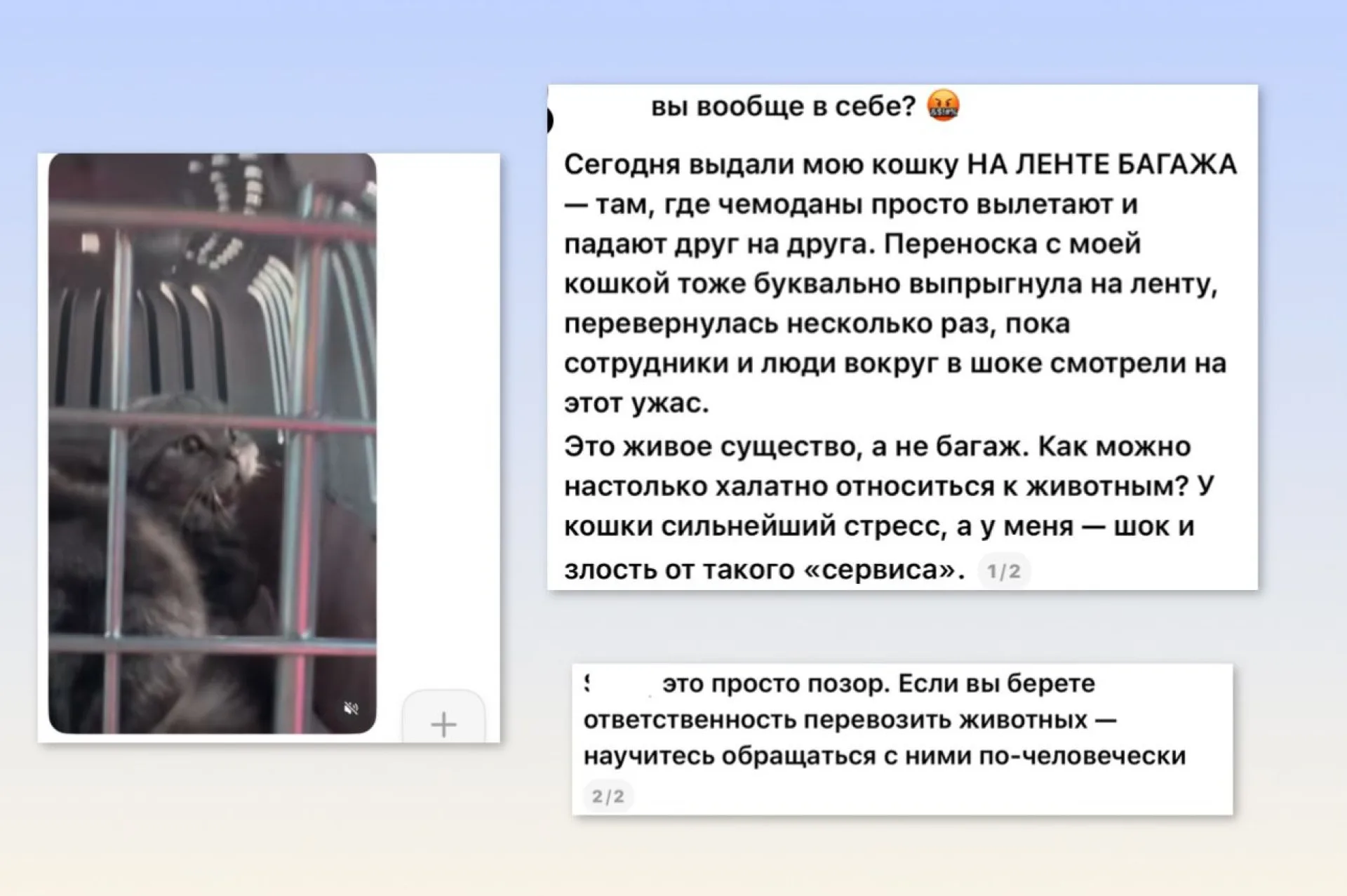 кошка чемодан Алматы