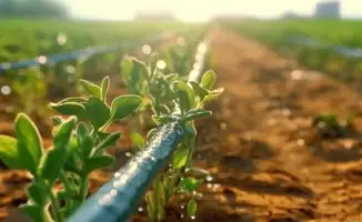 Адаптация аграрного сектора Казахстана к изменениям водных ресурсов: последствия для урожайности и устойчивости