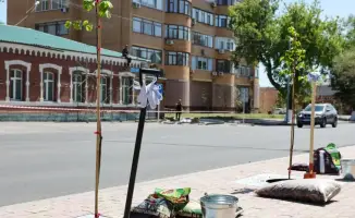Павлодар: международные стандарты озеленения и обновления городского зеленого фонда