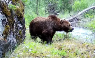 Brown Bear Sighted in Zhetysu National Park: No Injuries Reported