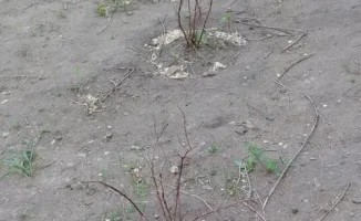В условиях нехватки полива деревья в районе начинают сохнуть, вызывая беспокойство местных жителей.