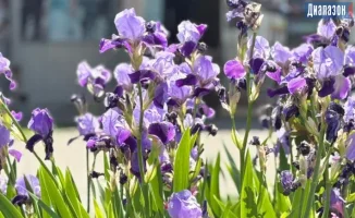 В Актобе с 23 по 25 мая ожидаются дожди и понижение температуры, что может повлиять на планы горожан на выходные.
