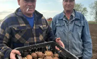 Сельская сплоченность: традиция массовой посадки картошки в Мартуке