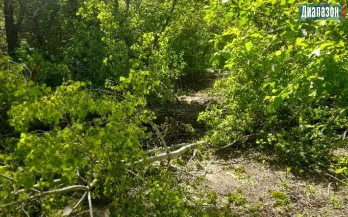 Упавшее дерево заблокировало движение на главной дороге, что привело к значительным пробкам и задержкам для водителей. Местные власти призывают к оперативному реагированию, чтобы минимизировать последствия для транспортной инфраструктуры. Актобе