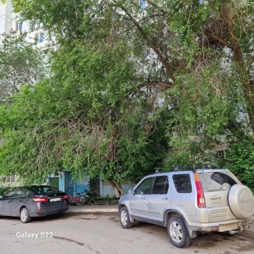 Опасность падения дерева во дворе: защита от угрозы Актобе