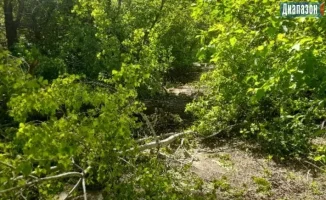 Упавшее дерево заблокировало движение на главной дороге, что привело к значительным пробкам и задержкам для водителей. Местные власти призывают к оперативному реагированию, чтобы минимизировать последствия для транспортной инфраструктуры.