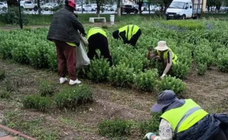 После дождей в городе: высадка цветов и стрижка травы