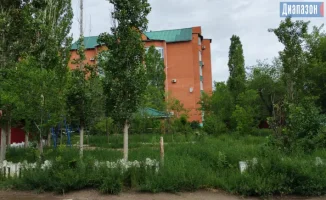 Срубка деревьев для строительства спортплощадки во дворе: жители выражают протест