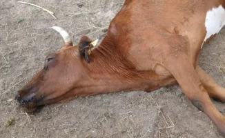 Увеличение числа случаев заболеваний у скота: угрозы для сельского хозяйства из-за укусов клещей и грызунов