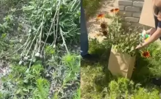 Пенсионер под следствием из-за цветов на даче