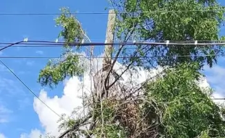 Непогода в городе: дерево упало на электрический столб, вызвав отключение электроэнергии