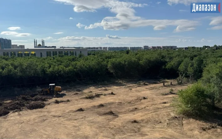 Снос больших деревьев в Триатлон парке: утрата леса и экосистемы Актобе
