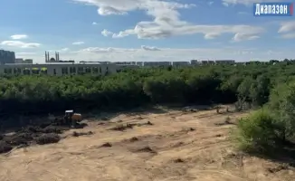 Снос больших деревьев в Триатлон парке: утрата леса и экосистемы