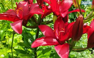 Актобе готовится к жаркому дню 9 августа: температура воздуха ожидается до 38 градусов по Цельсию. Метеорологи предупреждают о неблагоприятных метеоусловиях, которые могут включать сильный ветер и возможные пыльные бури. Жители города призваны соблюдать м
